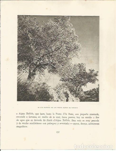Postcards: LAMINA 25170: Olivos en Tamariu - Josep Pla
