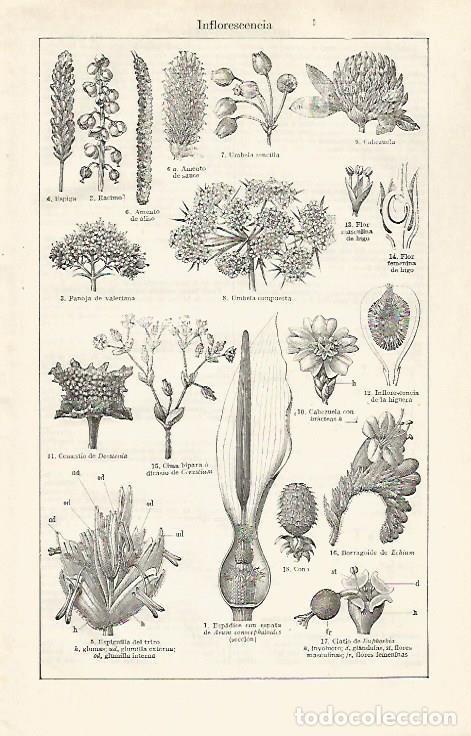 Postais: LAMINA ESPASA 30376: Inflorescencia - Varios