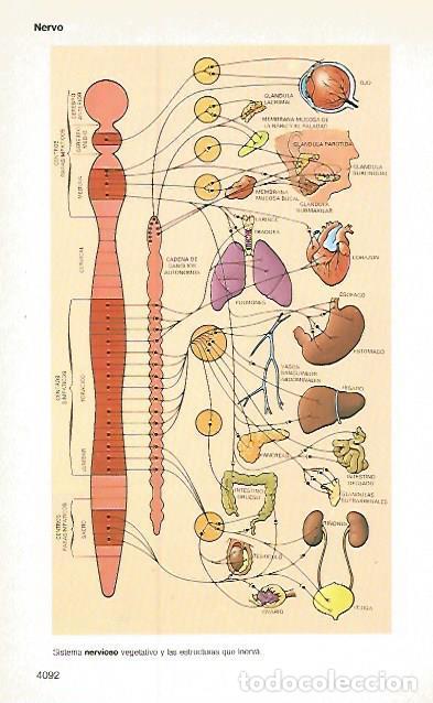 Postcards: LAMINA 11270: Sistema nervioso vegetativo - Varios