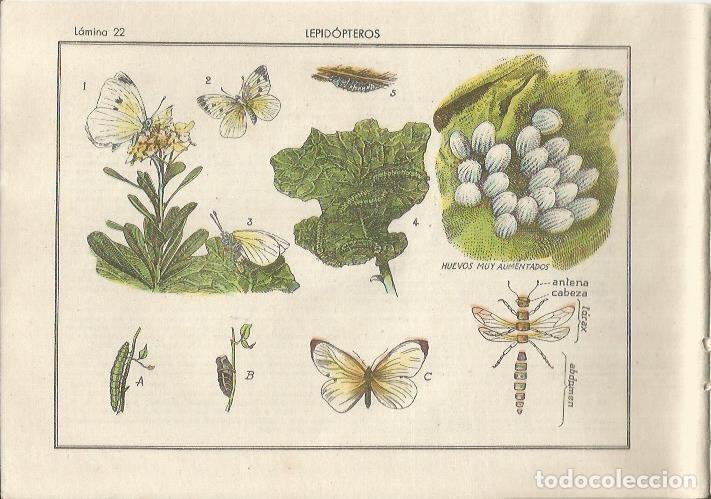 Postales: LAMINA 25483: Lepidopteros - Varios