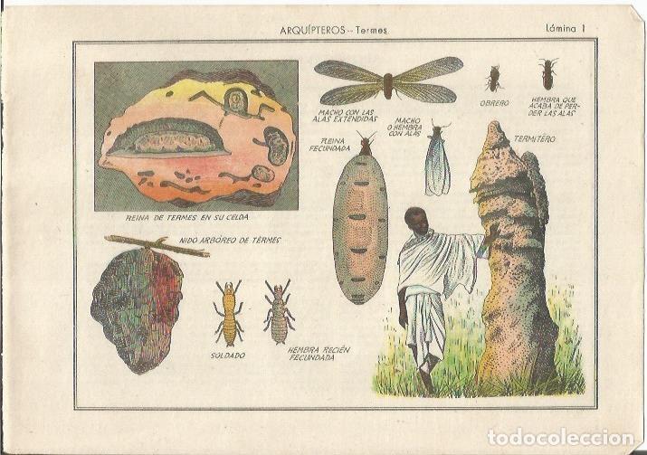 Postales: LAMINA 25464: Arquipteros, termes - Varios