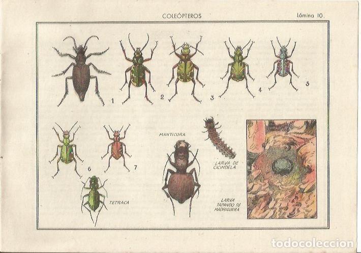 Cartoline: LAMINA 25473: Coleopteros - Varios