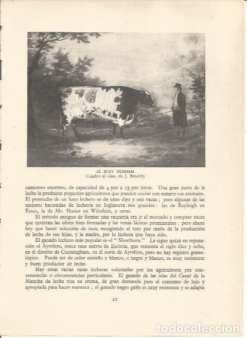 Cartoline: LAMINA 25494: El buey Durham, por J. Boultby - Sir E. John Russell