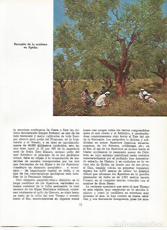 Postcards: LAMINA 11493: Recogida de la aceituna en Apulia - Varios