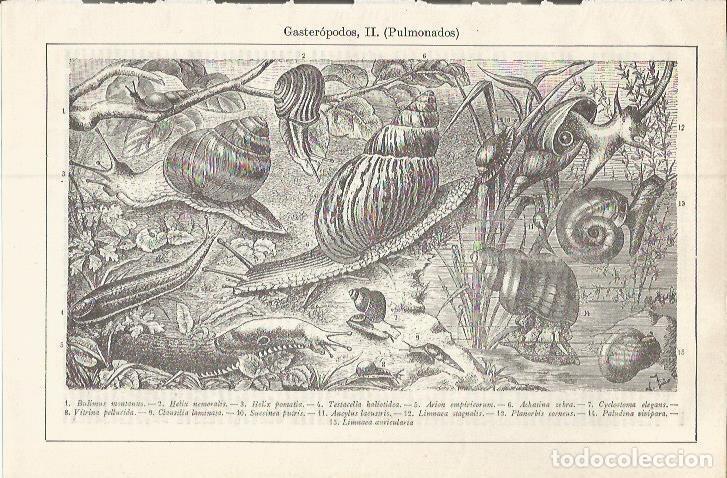 Postcards: LAMINA ESPASA 37577: Gasteropodos pulmonados - Varios