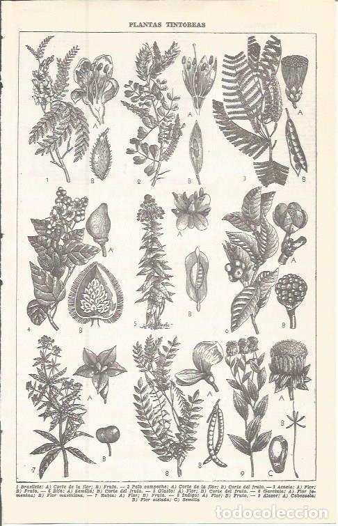 Postcards: LAMINA 51607: Plantas tintoreras - VVAA