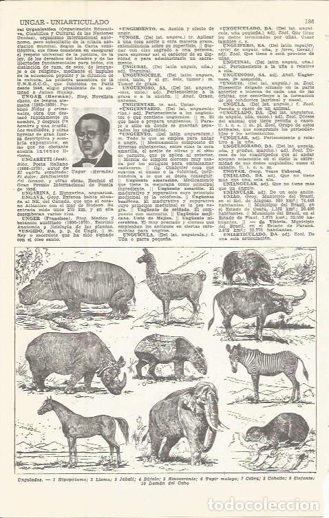 Postcards: LAMINA 51617: Animales ungulados - VVAA