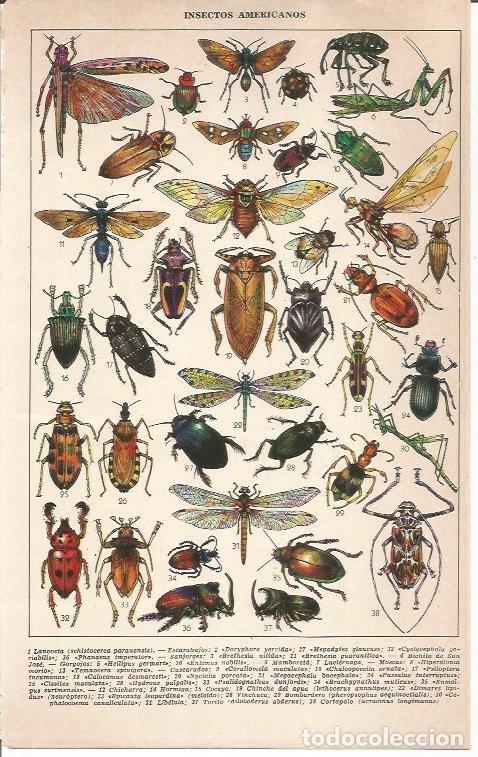 Cartoline: LAMINA 51659: Insectos americanos - VVAA