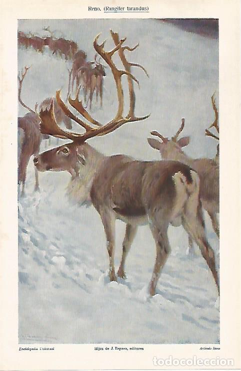 Postales: LAMINA ESPASA 31049: Reno o Rangifer tarandus - Varios