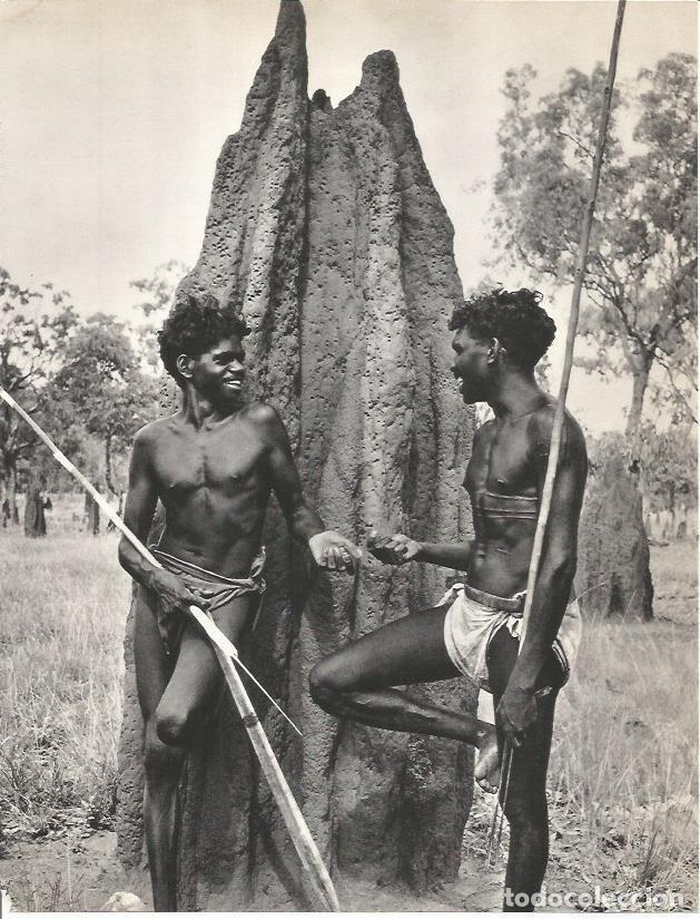 Cartoline: LAMINA 26414: Cazadoresv de Arnhem Land - Edward Weyer, Jr