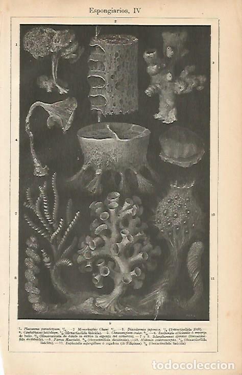 Cartes Postales: LAMINA ESPASA 7853: Especies de espongiarios - Varios