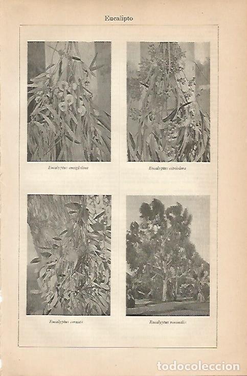 Cartoline: LAMINA ESPASA 7898: Especies de eucalipto - Varios