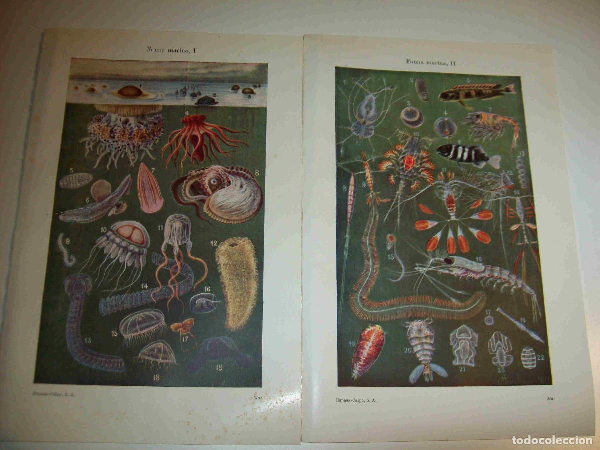 Postales: LAMINA ESPASA 18721: Fauna marina - Varios