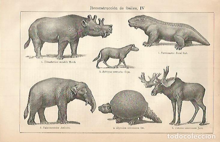 Postales: LAMINA ESPASA 3444: Reconstruccion de fosiles II - Varios Autores