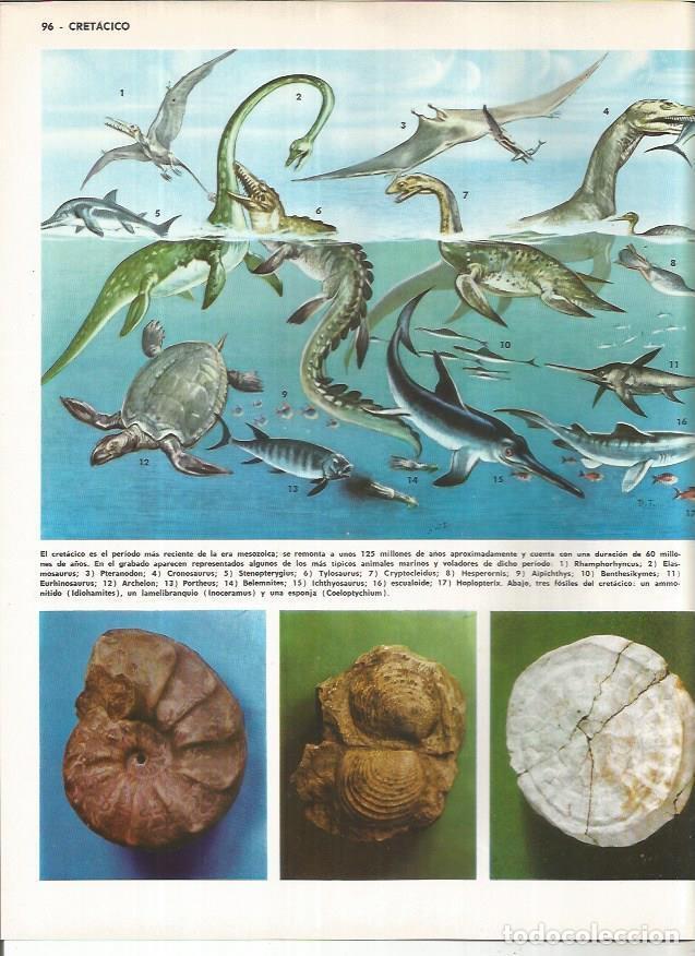 Postales: LAMINA MONITOR 01118: Animales del cretacico - Varios