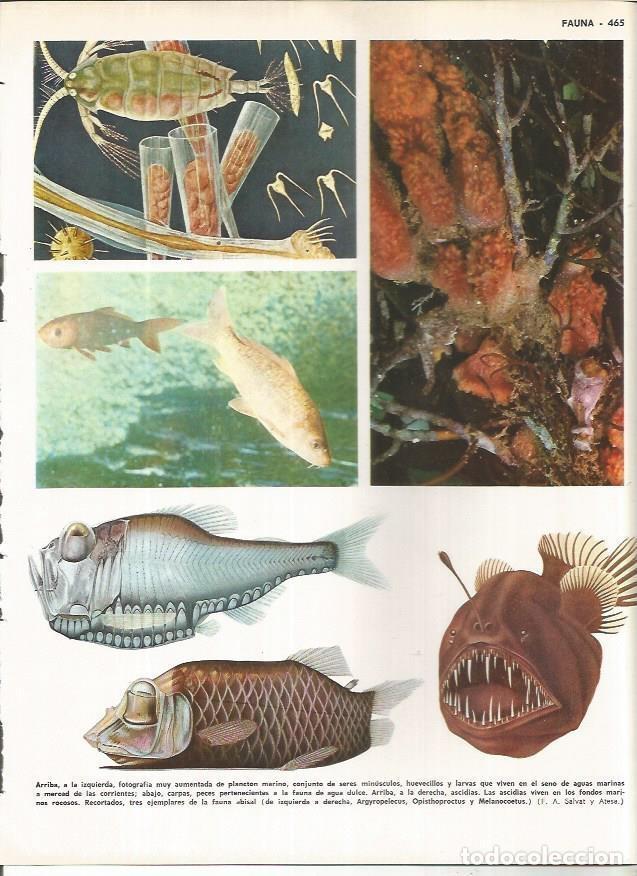 Cartoline: LAMINA MONITOR 01007: Fauna marina - Varios