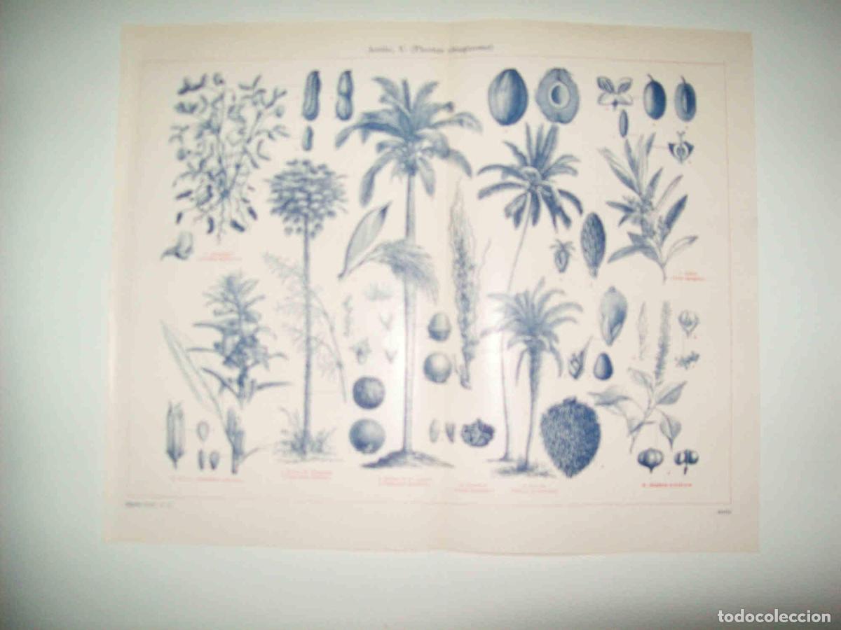 Cartes Postales: LAMINA ESPASA 31318: Plantas oleaginosas - Varios
