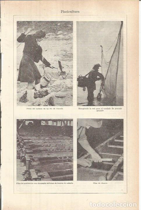 Postcards: LAMINA ESPASA 37810: Piscicultura - Varios