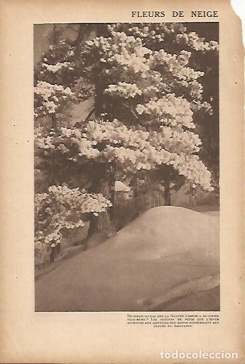 Postkarten: LAMINA 12668: Flores de nieve - Varios