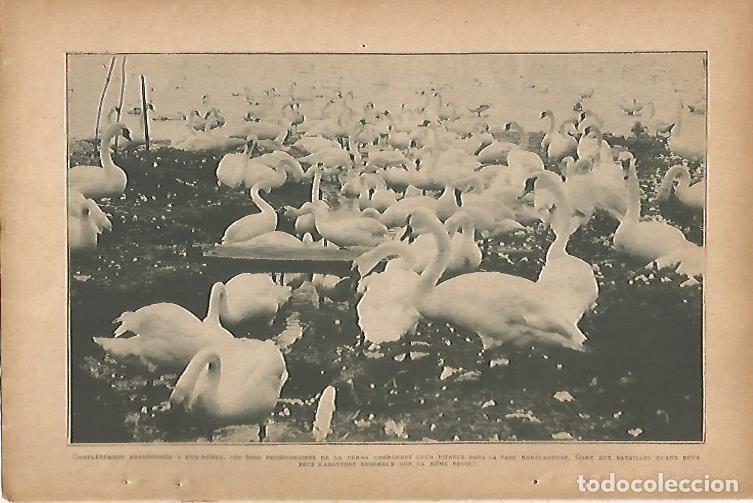 Postcards: LAMINA 12802: Cisnes - Varios