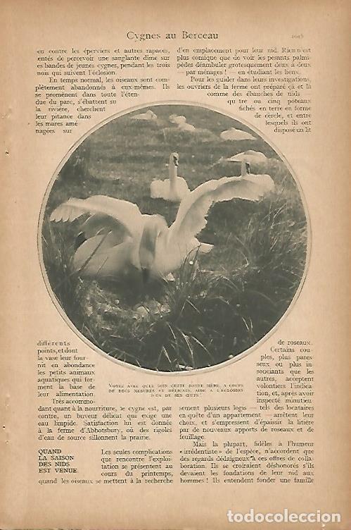 Cartes Postales: LAMINA 12804: Pareja de cisnes - Varios