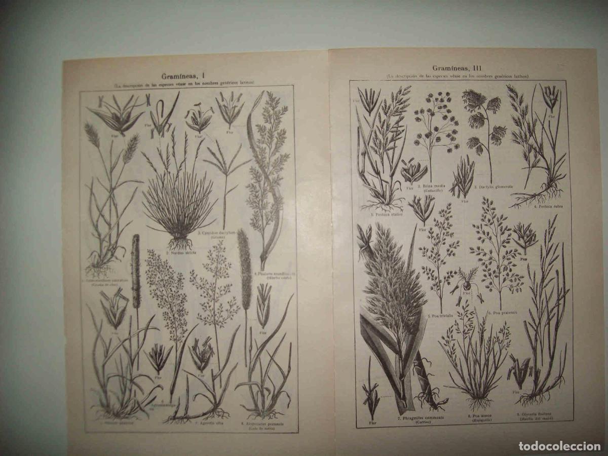 Postais: LAMINA ESPASA 32093: Gramineas - Varios