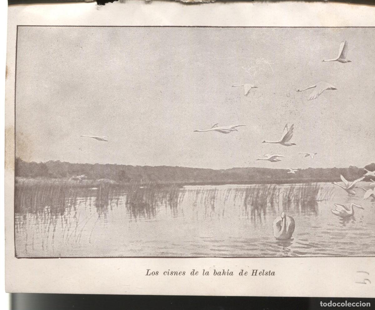 Postais: Lamina 18/19: Libro Nils Holgersson: Los cisnes de la bahia de Helsta + Reba&ntilde;o de renos -