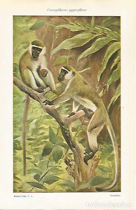 Postais: LAMINA ESPASA 32514: Cercopithecus pygerythrus - Varios