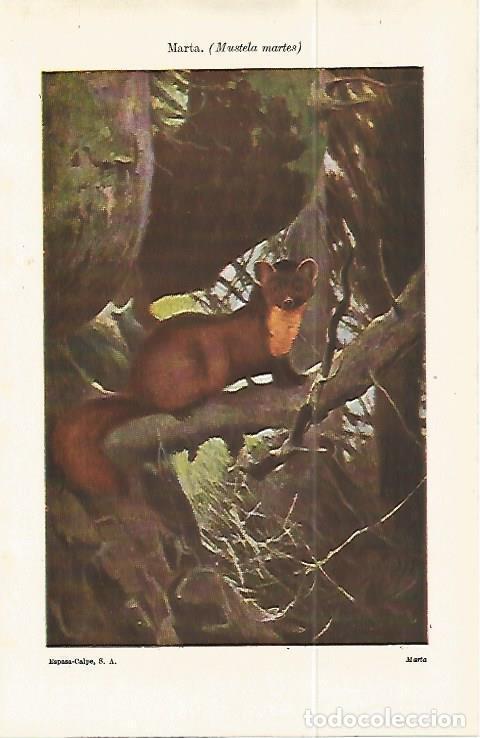 Postcards: LAMINA ESPASA 32209: Marta o Mustela martes - Varios