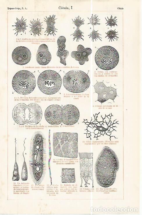 Cartes Postales: LAMINA ESPASA 32475: Celula - Varios