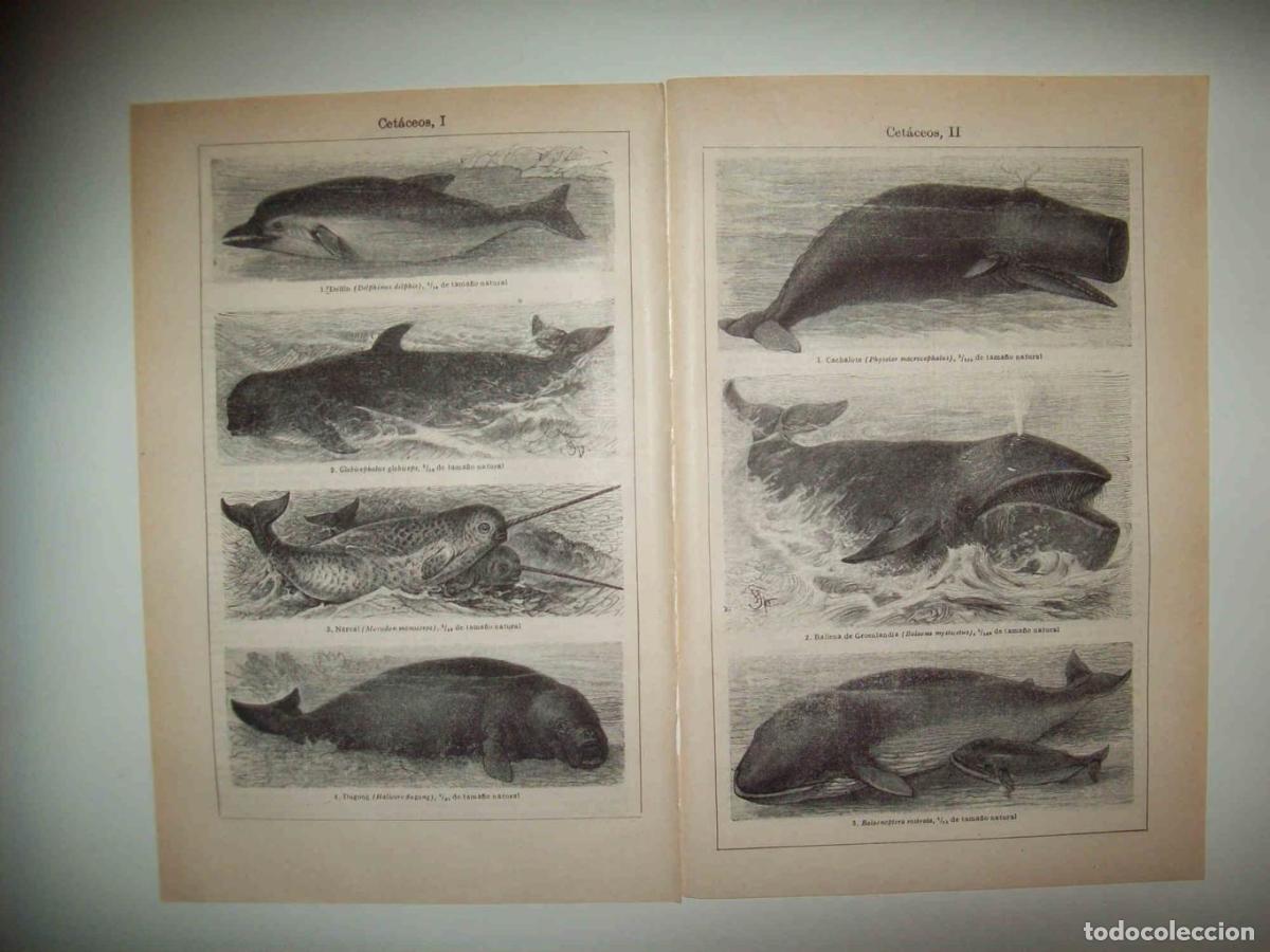 Postcards: LAMINA ESPASA 32558: Cetaceos - Varios