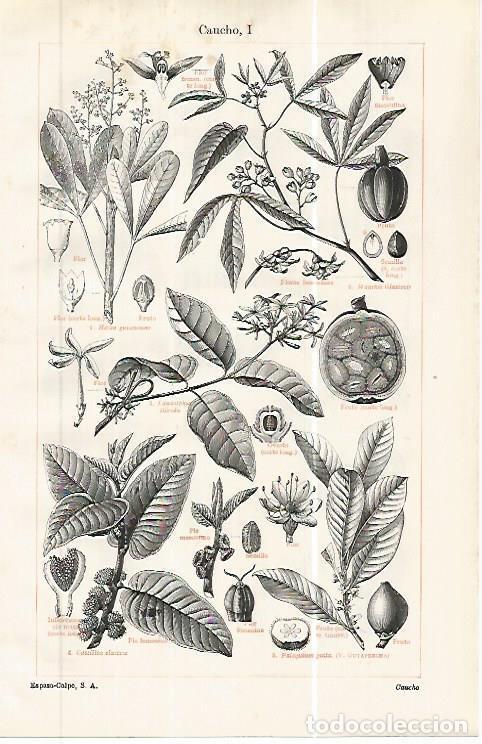 Postkarten: LAMINA ESPASA 32451: Caucho - Varios