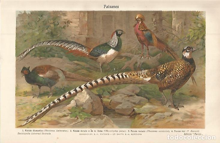 Postkarten: LAMINA ESPASA 32579: Faisanes - Varios