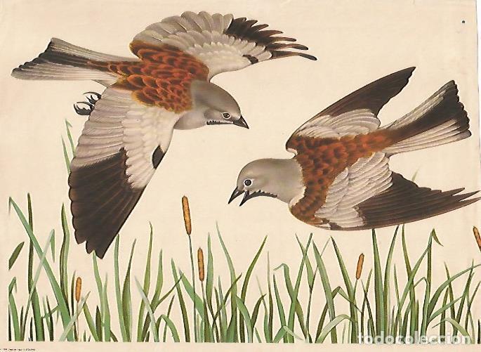 Postcards: LAMINA 13887: Pajaros - NULL