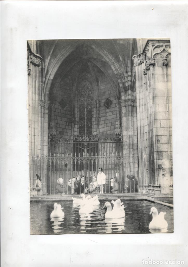 Cartoline: 50 racons de Barcelona lamina 19: Ocas del claustro de la catedral - NULL