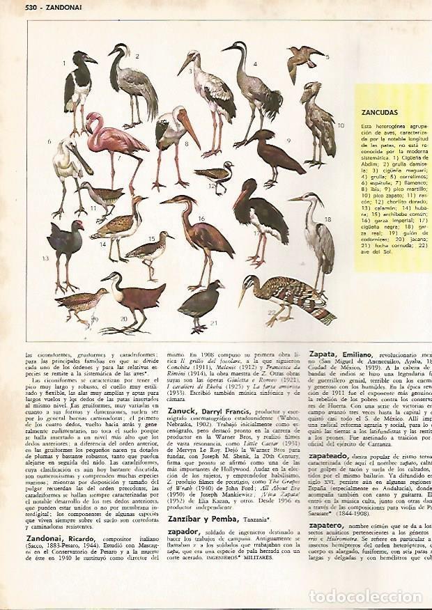 Postcards: LAMINA MONITOR 0784: Aves zancudas - Varios
