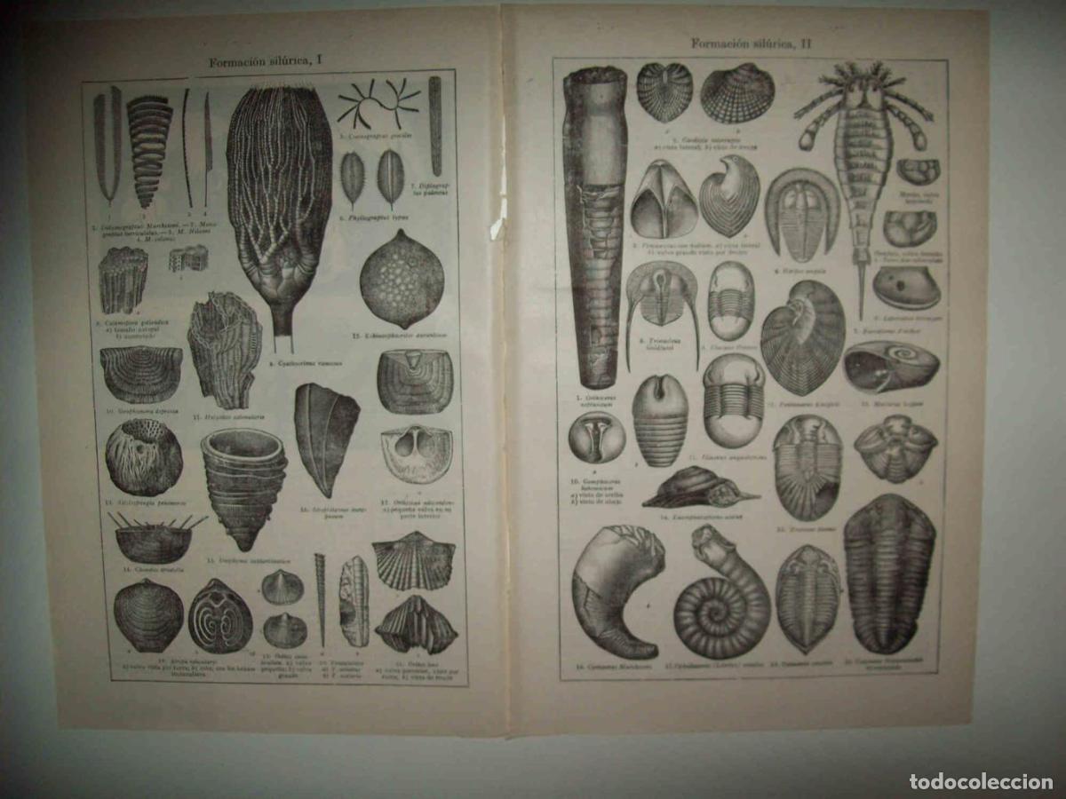 Cartoline: LAMINA ESPASA 33009: Formacion silurica - Varios