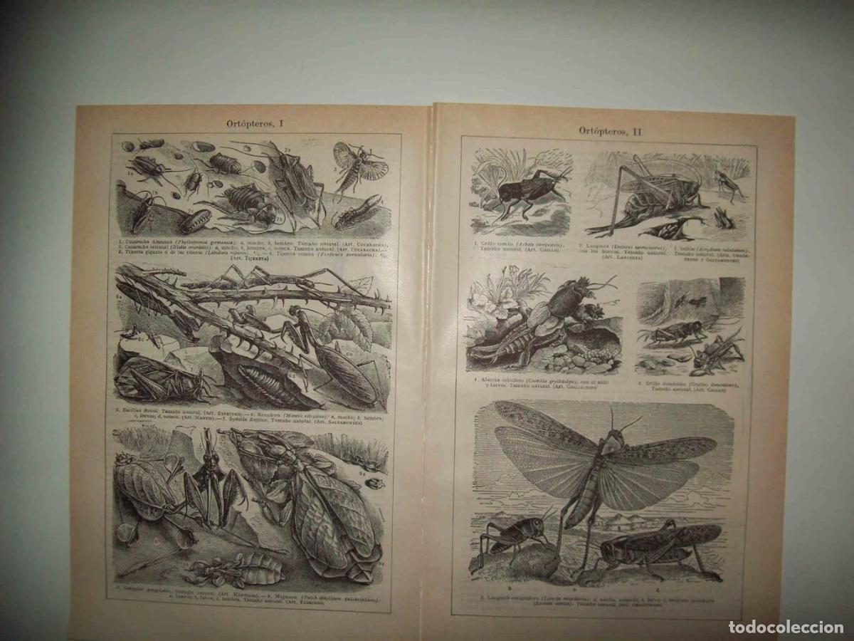 Postales: LAMINA ESPASA 32924: Ortopteros - Varios