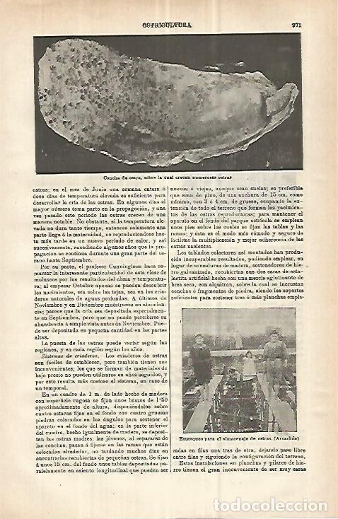 Postales: LAMINA ESPASA 32956: Concha de ostra - Varios