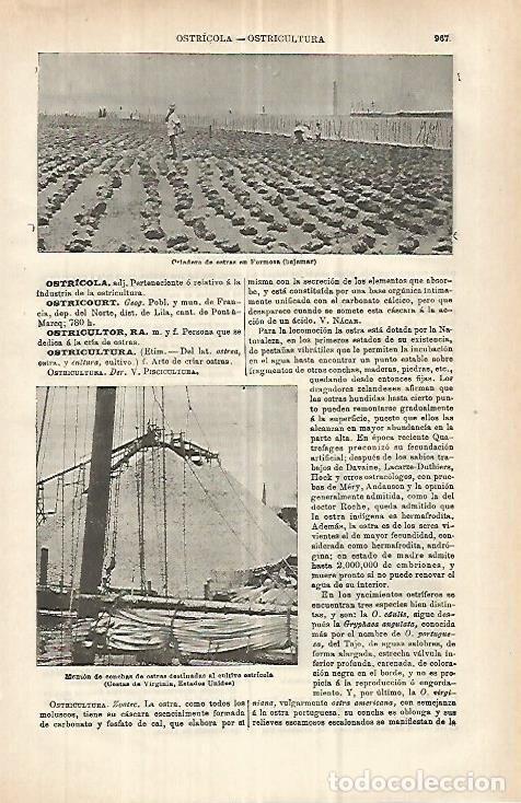 Cartoline: LAMINA ESPASA 32954: Criadero de ostras en Formosa - Varios