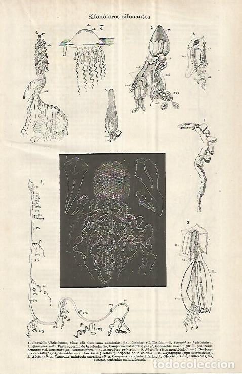 Cartoline: LAMINA ESPASA 32968: Sifonoforos sifonantes - Varios