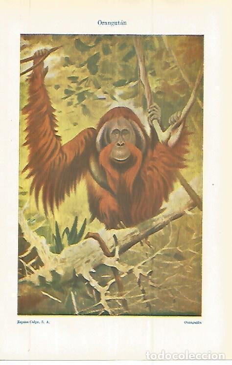 Postkarten: LAMINA ESPASA 32737: Orangutan - Varios