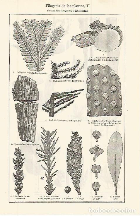 Postais: LAMINA ESPASA 32704: Filogenia de plantas del rotliegendes y zechstein - Varios