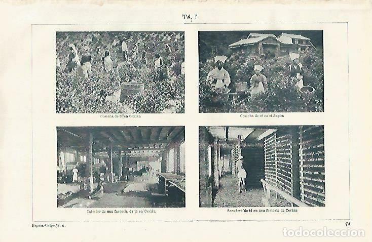 Cartoline: LAMINA ESPASA 33521: Cosecha de te en Sri Lanka - Varios