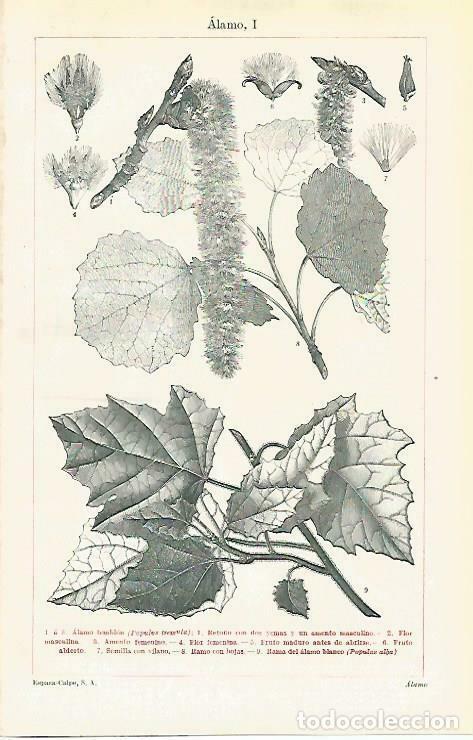 Cartoline: LAMINA ESPASA 33614: Alamo - Varios