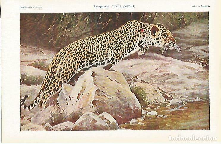 Cartoline: LAMINA ESPASA 33176: Leopardo - Varios