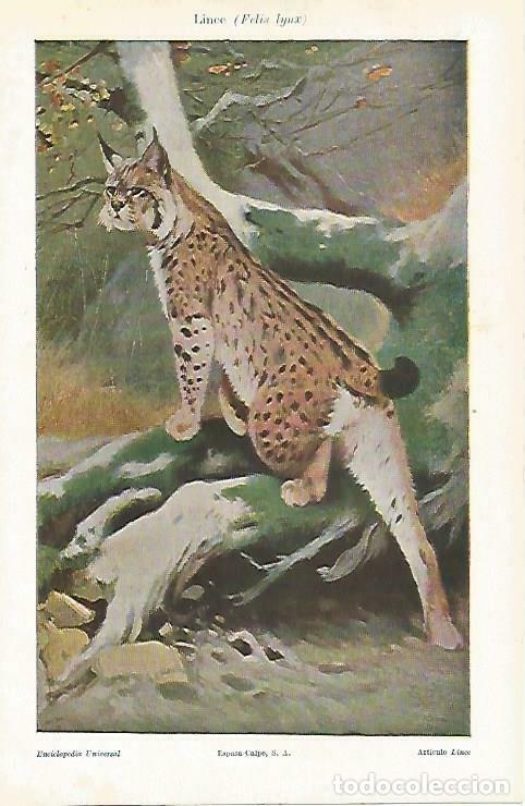 Postales: LAMINA ESPASA 33299: Lince - Varios