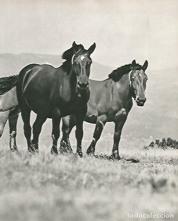 Cartes Postales: LAMINA 14671: Caballos en la Cerdanya - Estanislau Torres. Fotografias de Francesc Catala Roca