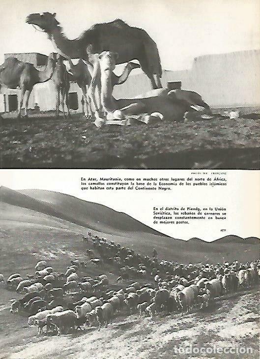 Postcards: LAMINA 14869: Camellos en Mauritania - VVAA