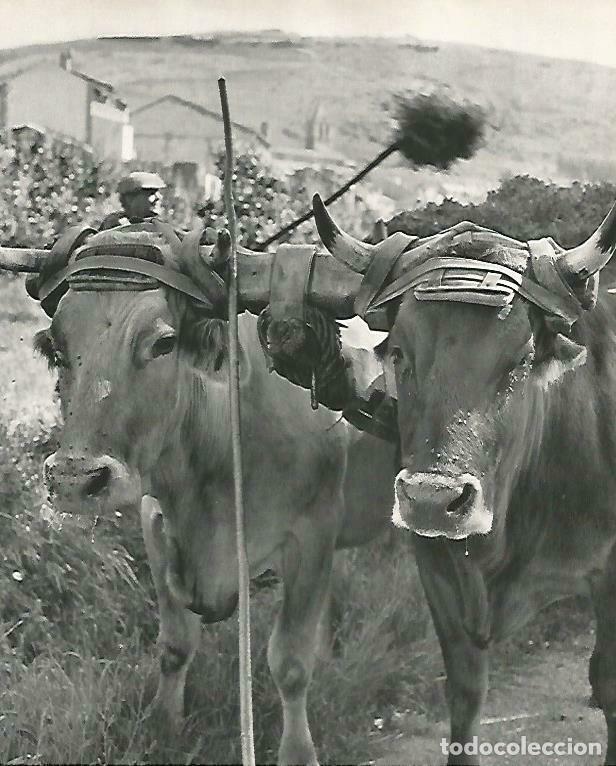 Postcards: LAMINA 14667: Bueyes en la Cerdanya - Estanislau Torres. Fotografias de Francesc Catala Roca